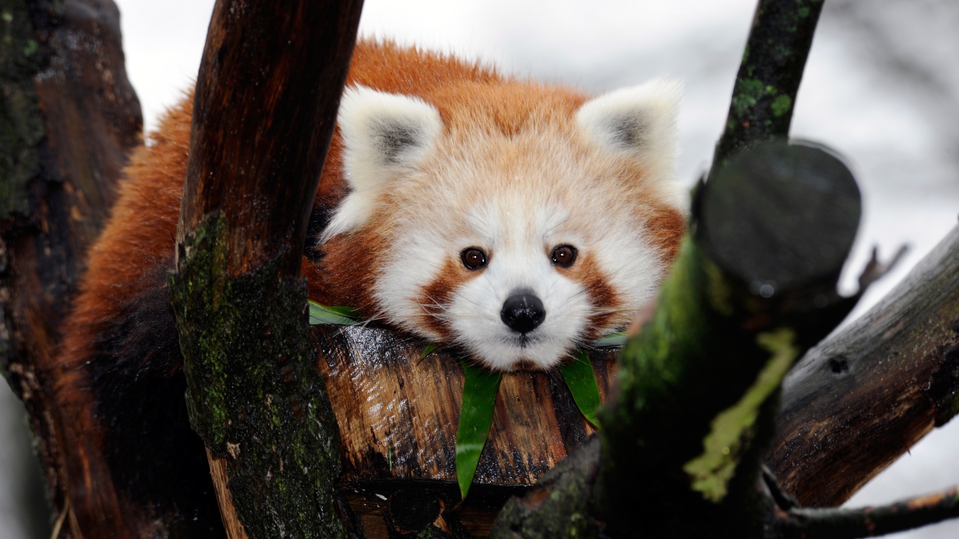 Милая малая панда лежит на дереве 