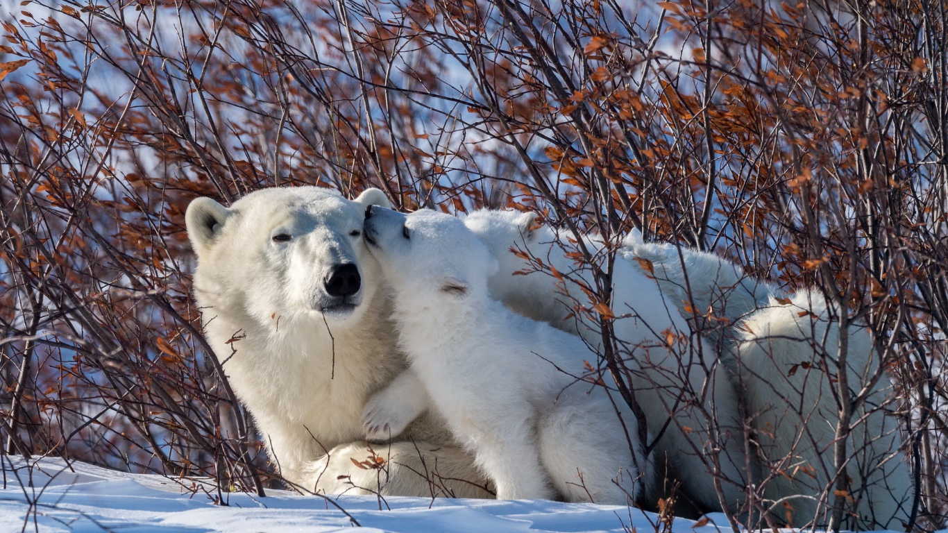 Большая белая медведица с медвежонком в зарослях 