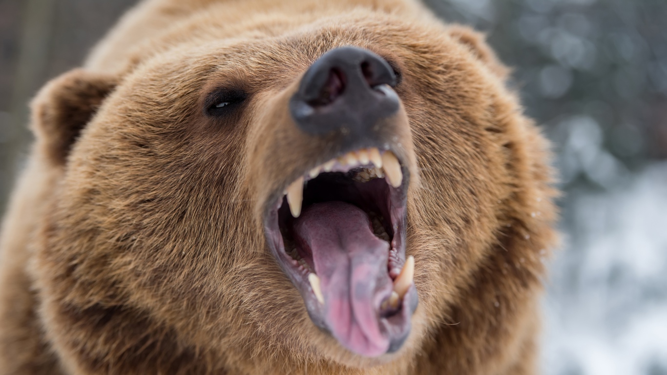 Terrible grin of a brown bear