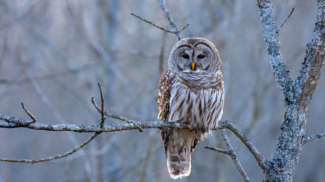 Большая коричневая сова сидит на ветке