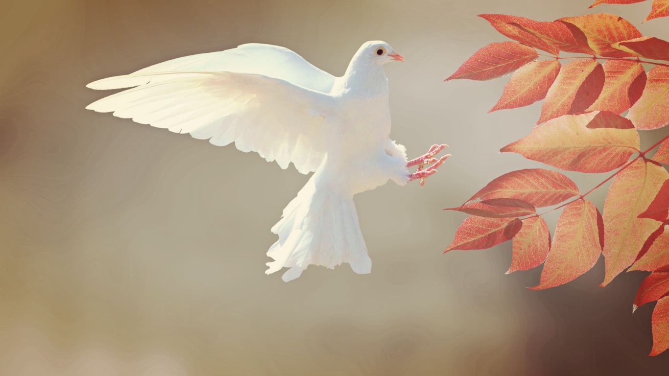 Красивый белый голубь у ветки с оранжевыми листьями