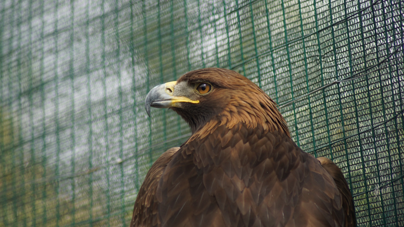 Большой орел с острым клювом в клетке