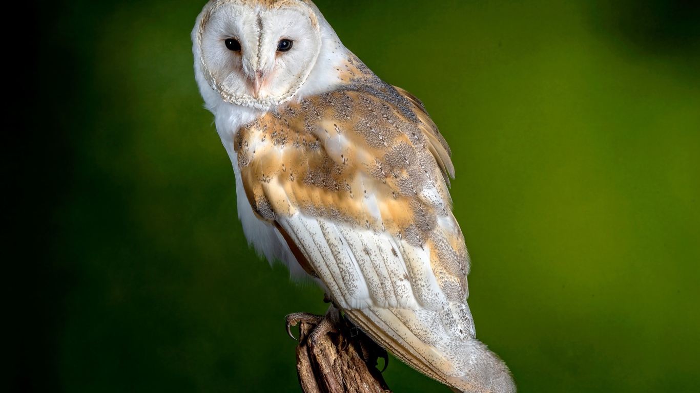 Большая сова сидит на дереве на зеленом фоне