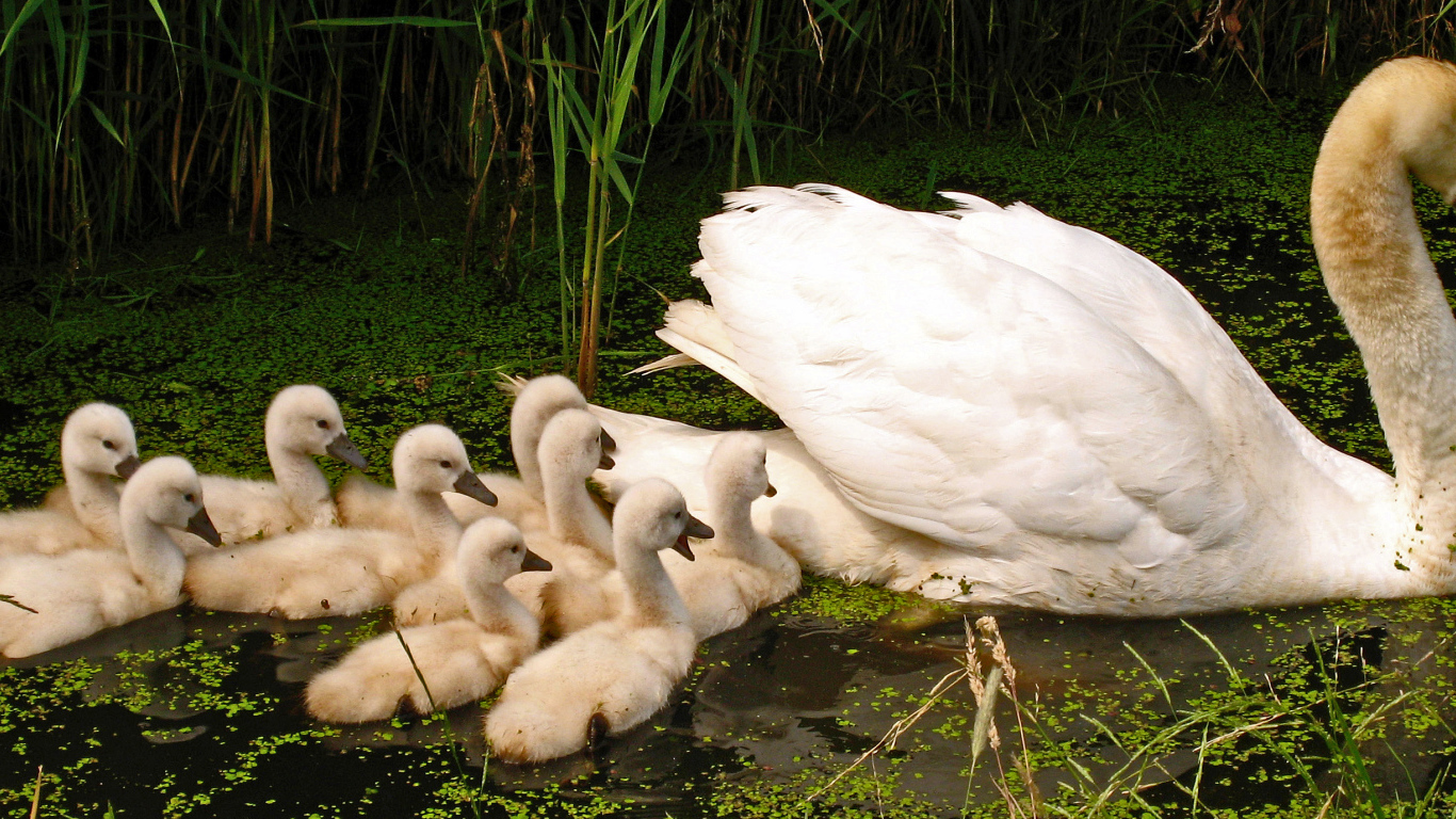Большой белый лебедь с птенцами в пруду 