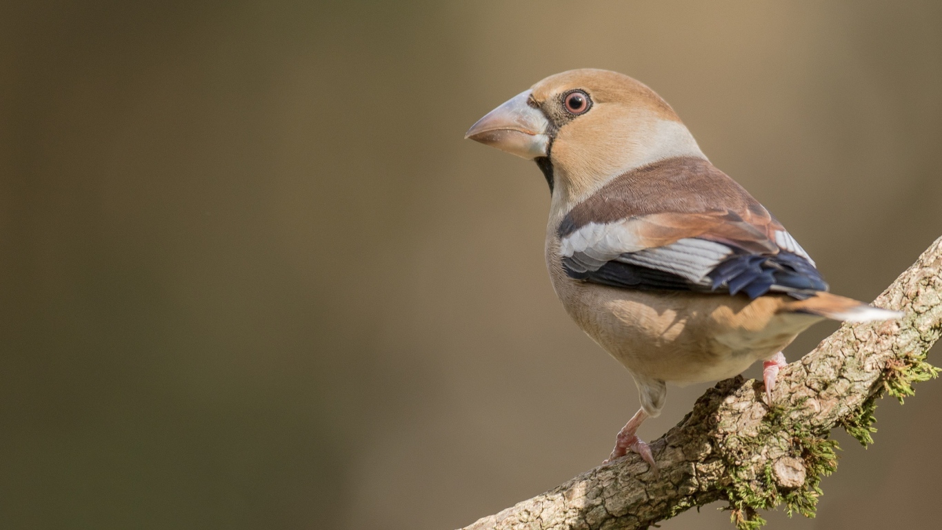 Птица сидит на ветке дерева крупным планом