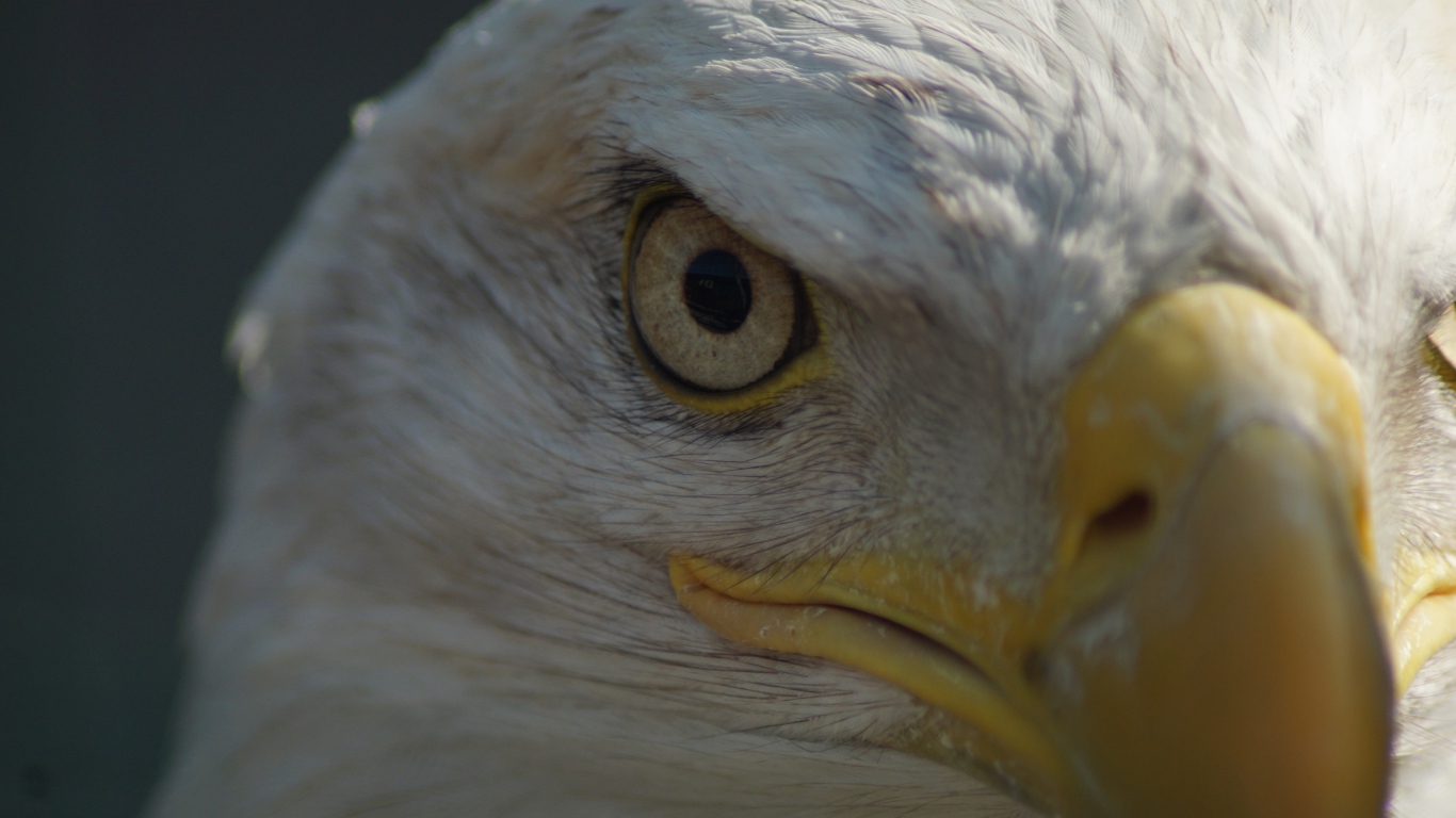 Глаз белоголового орлана крупным планом