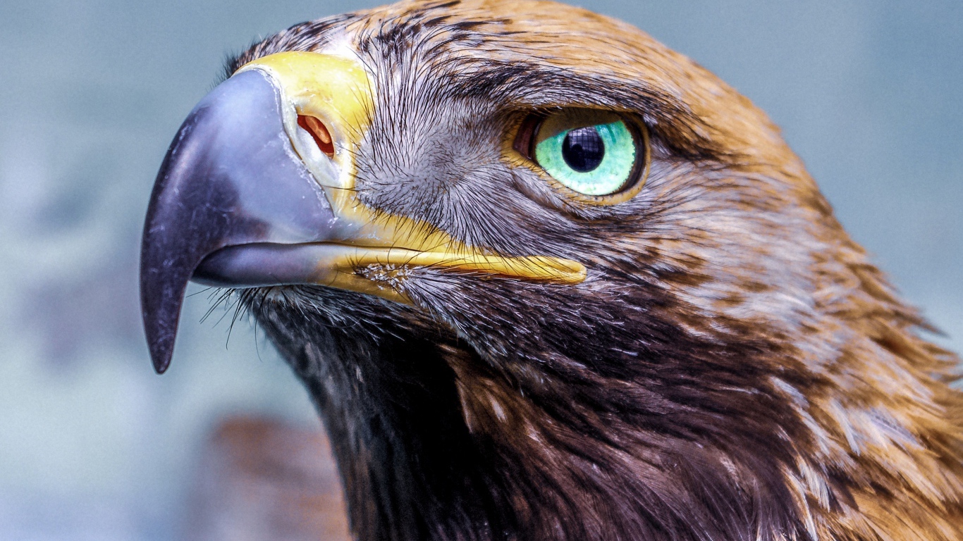 Орел с острым клювом голова крупным планом