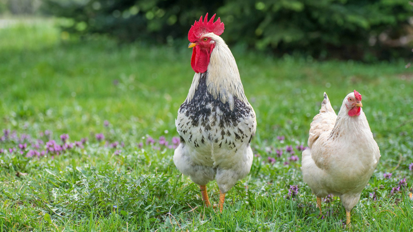 Домашний петух и курица на зеленой траве