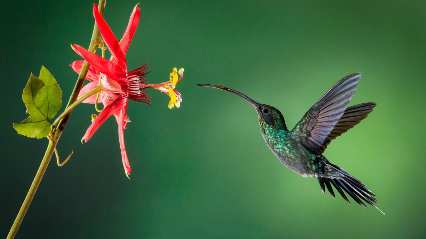 Маленькая птичка колибри пьет нектар с цветка