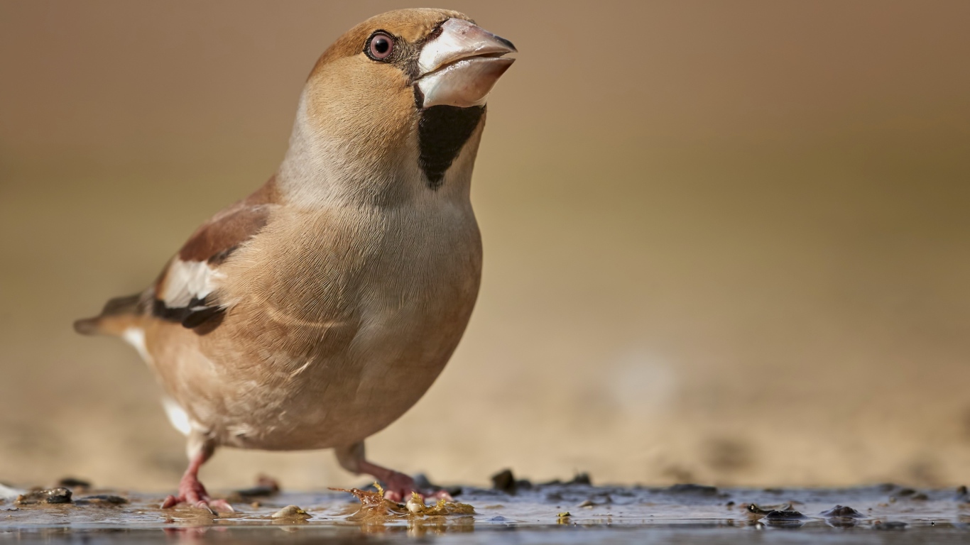 Маленькая коричневая птичка на мокрой земле