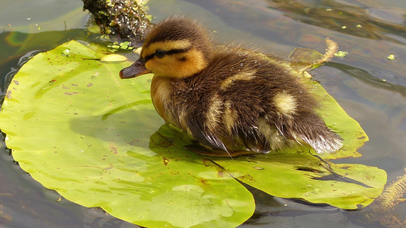 Маленький утенок сидит на зеленом листе в воде