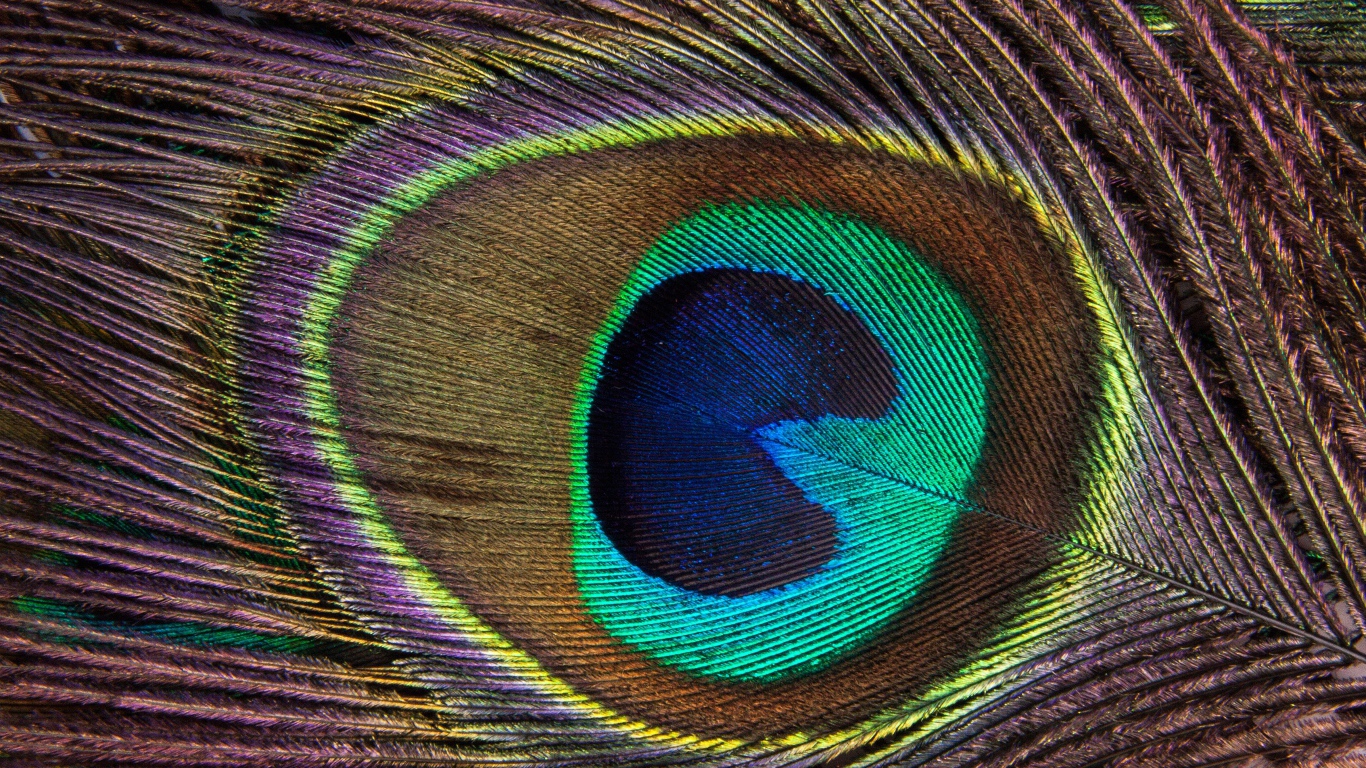 Перо павлина крупным планом 