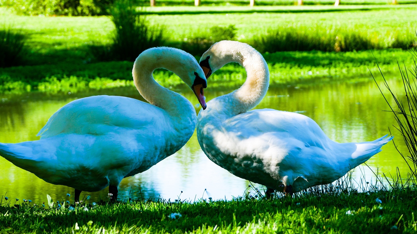 Два красивых белых лебедя у пруда на зеленой траве