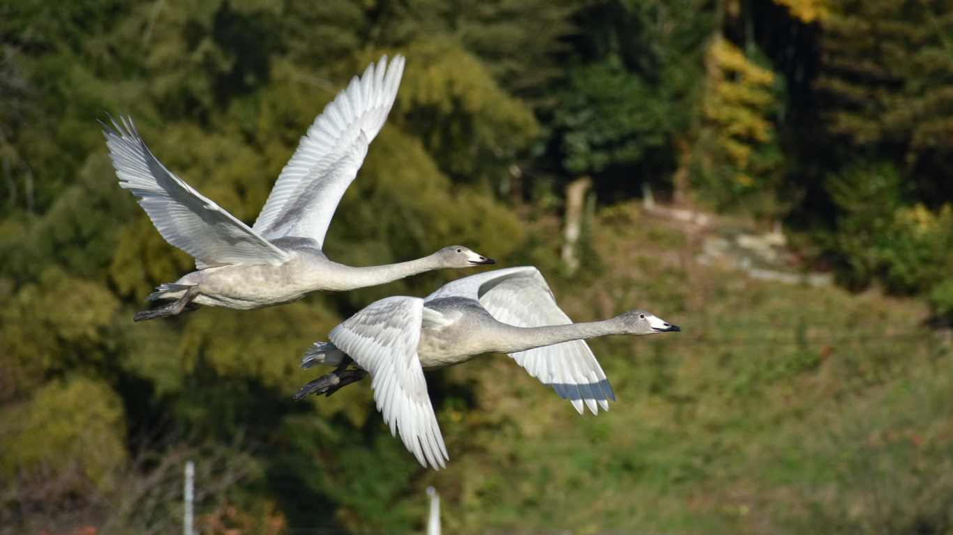 Два серых гуся летят над озером