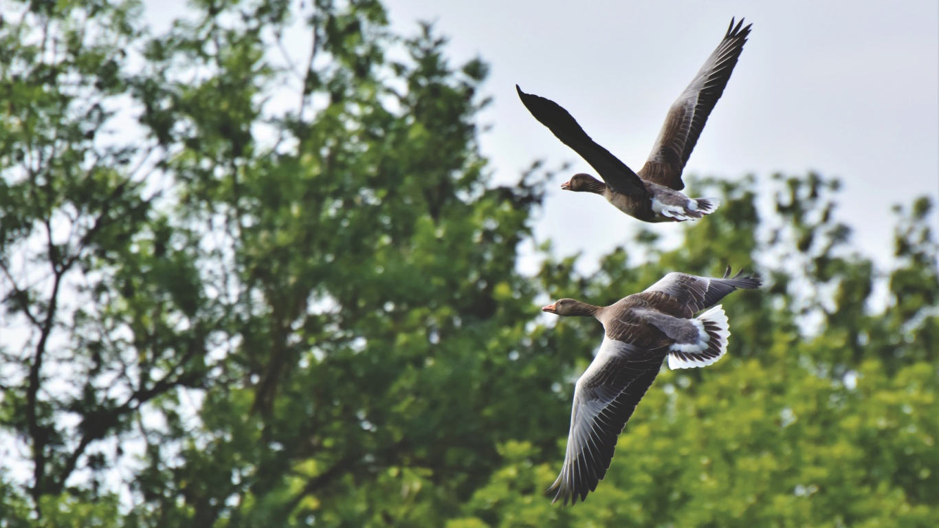 Два серых диких гуся пролетают у дерева