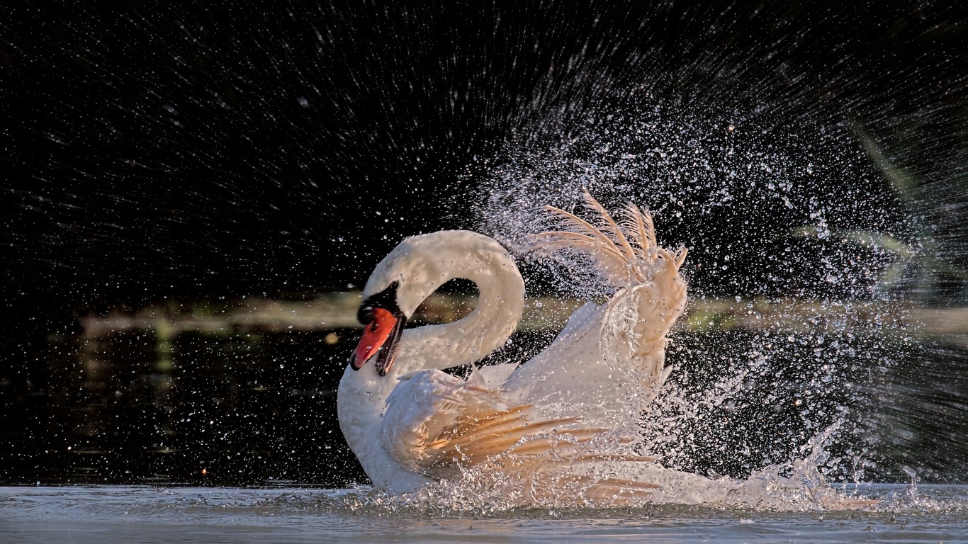 Белый лебедь бьет крыльями в воде 