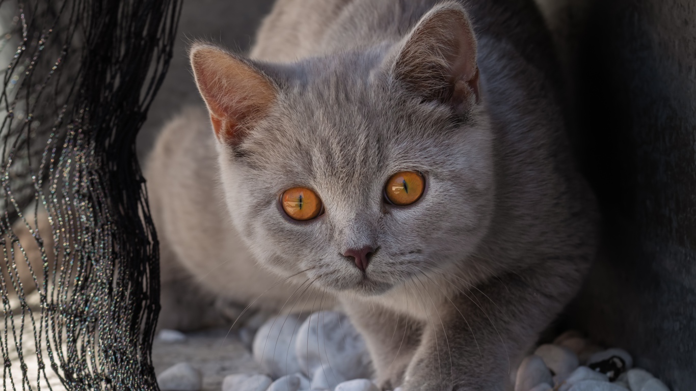 Красивый серый кот с желтыми глазами идет по камням