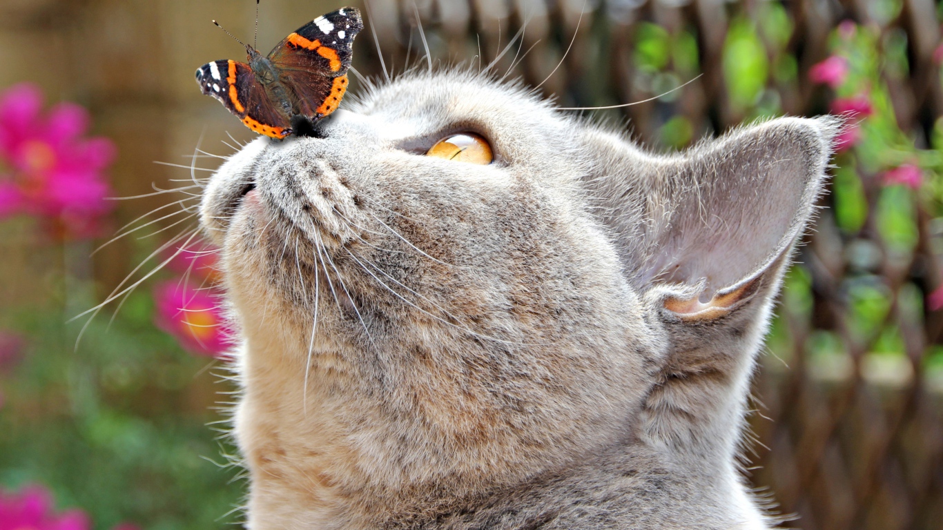 Бабочка сидит на носу у серого кота