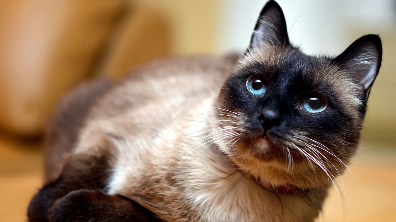 Красивый сиамский голубоглазый кот с ошейником