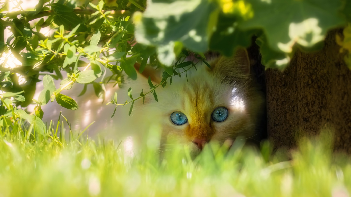 Красивый голубоглазый кот сидит в зеленой траве