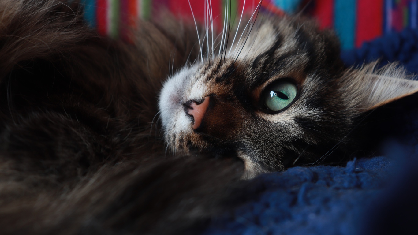 Красивый серый кот с зелеными глазами лежит на кровати