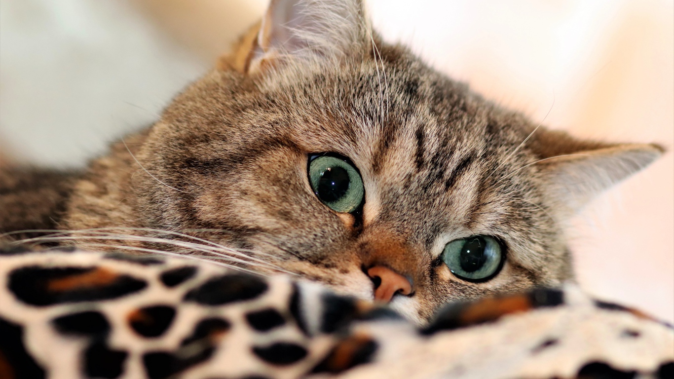 Красивый серый породистый  кот с зелеными глазами лежит на кровати