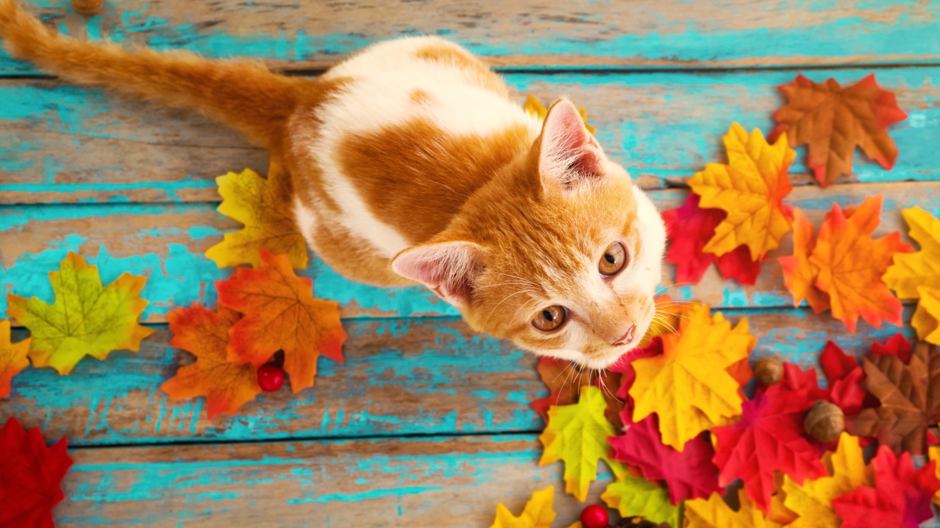 Красивый рыжий кот на столе с опавшими листьями