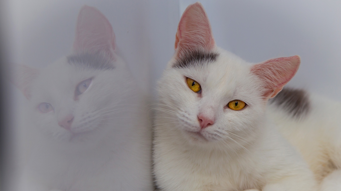 Красивый белый кот с желтыми глазами отражается в стене 