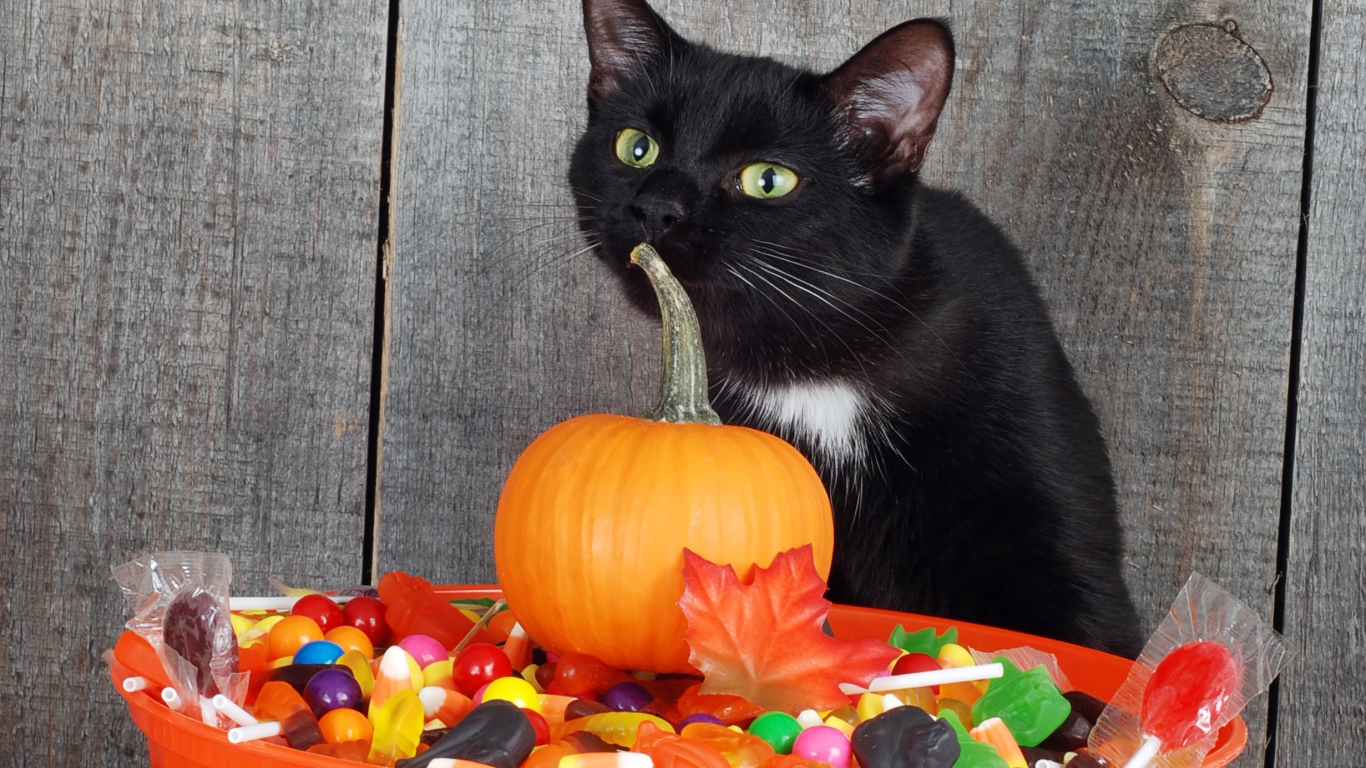 Черный кот со сладостями и тыквой на Хэллоуин 