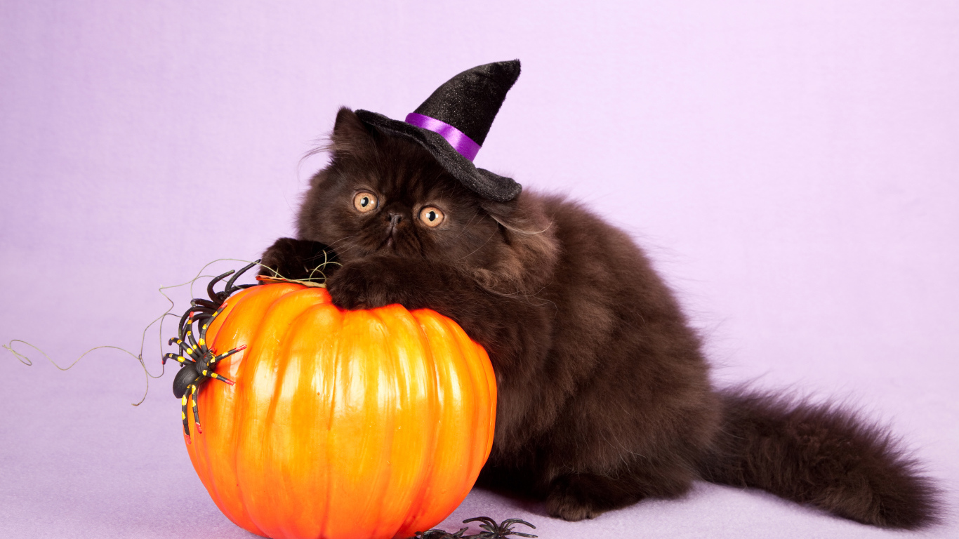Пушистый черный кот с тыквой на Хэллоуин 