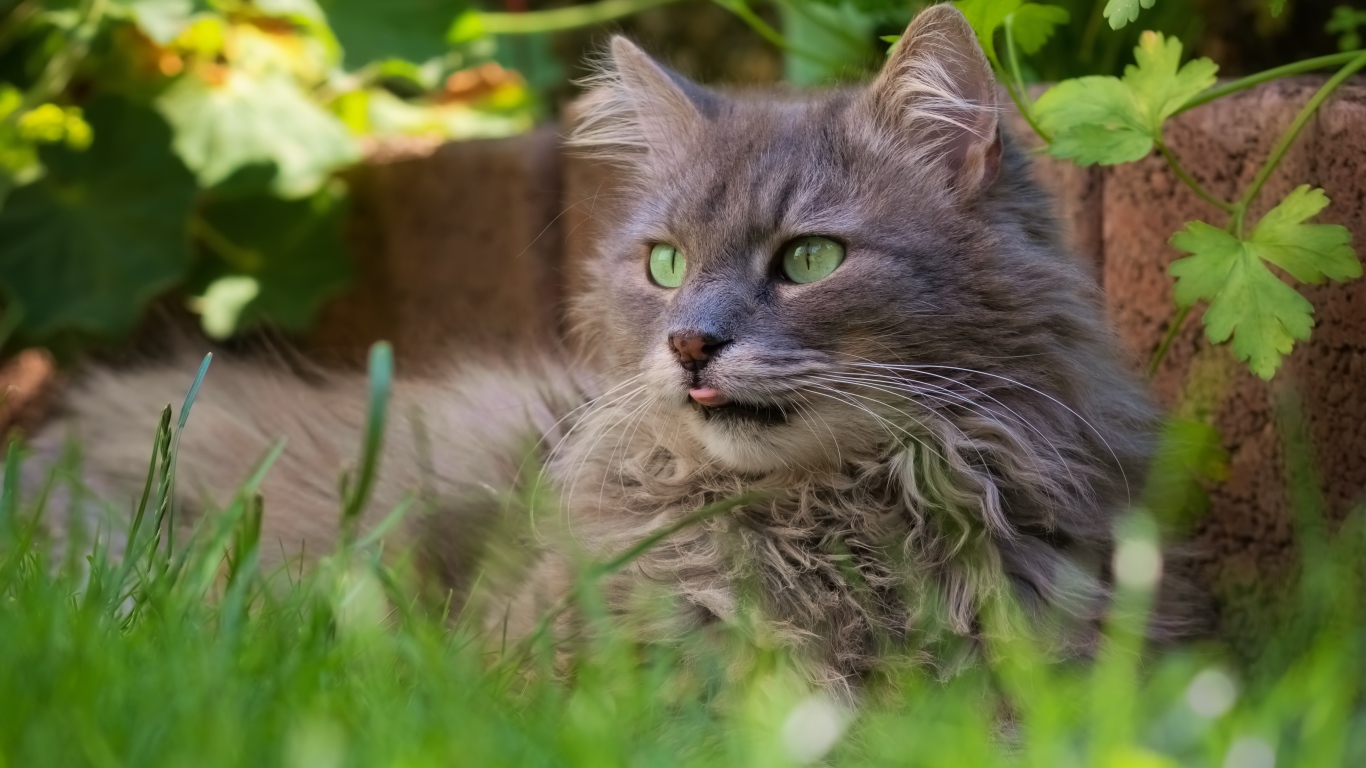 Пушистый серый кот сидит в зеленой траве