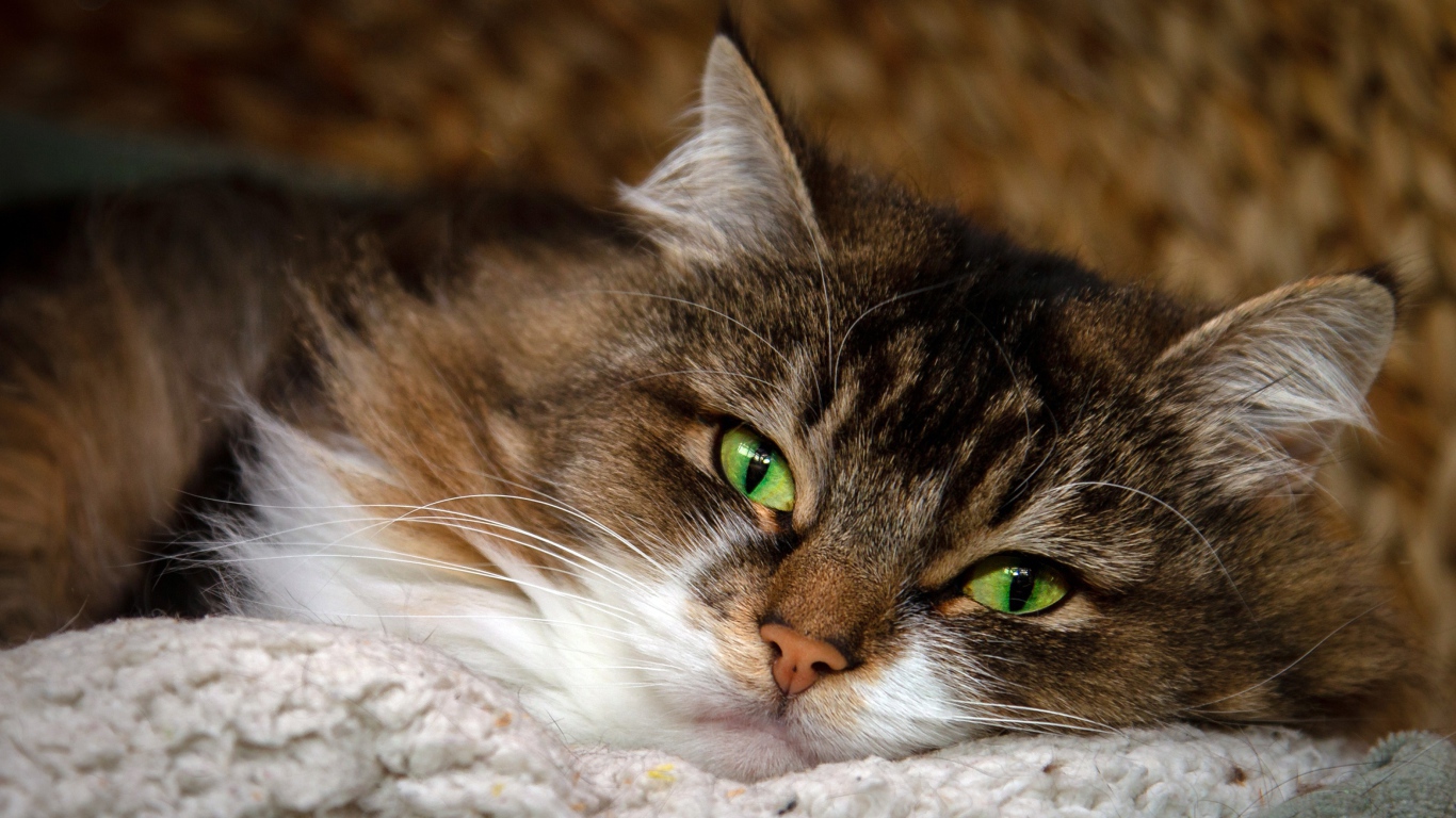 Пушистая серая кошка с красивыми зелеными глазами