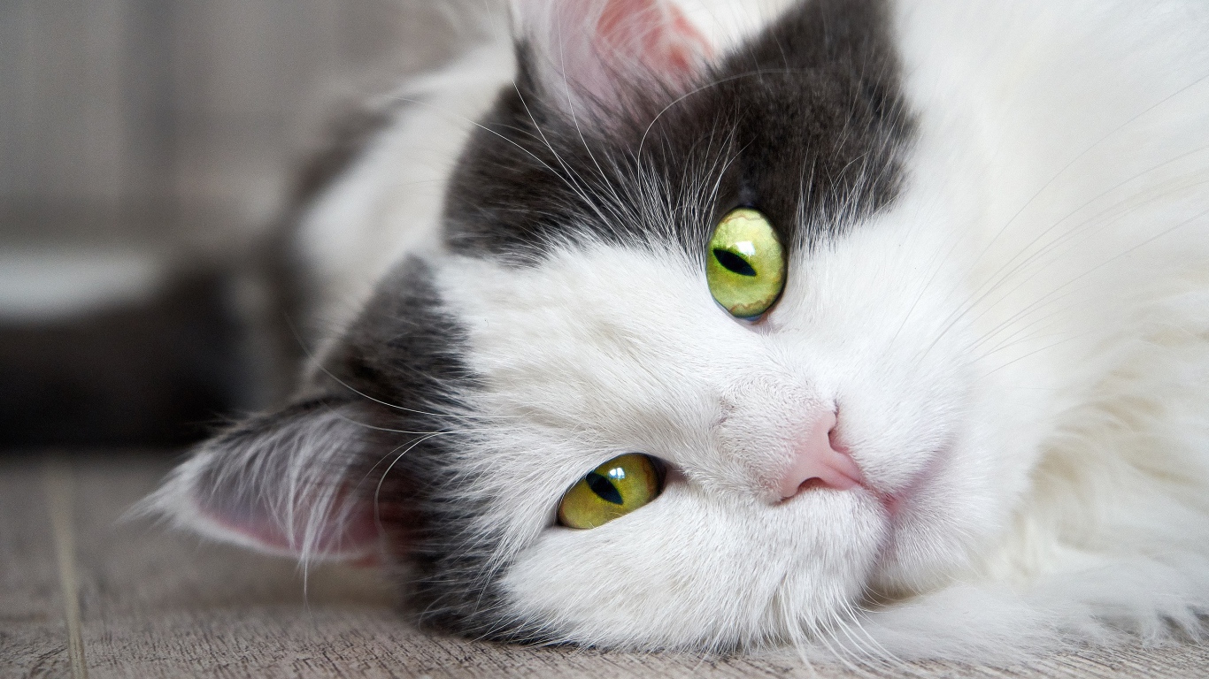 Пушистый белый с черным кот лежит на полу