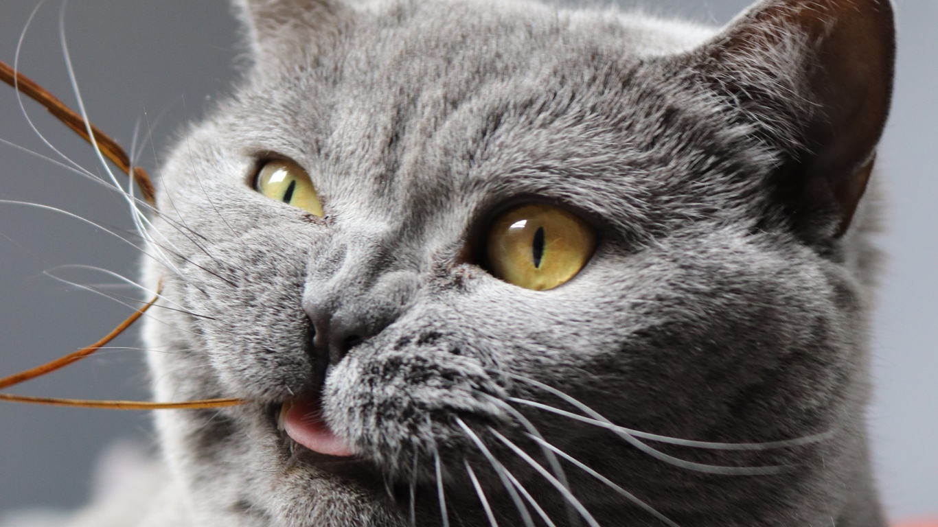 Забавный породистый британский кот грызет нитку