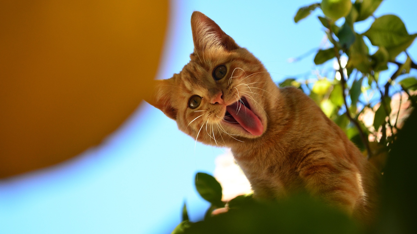 Смешной рыжий кот показывает язык
