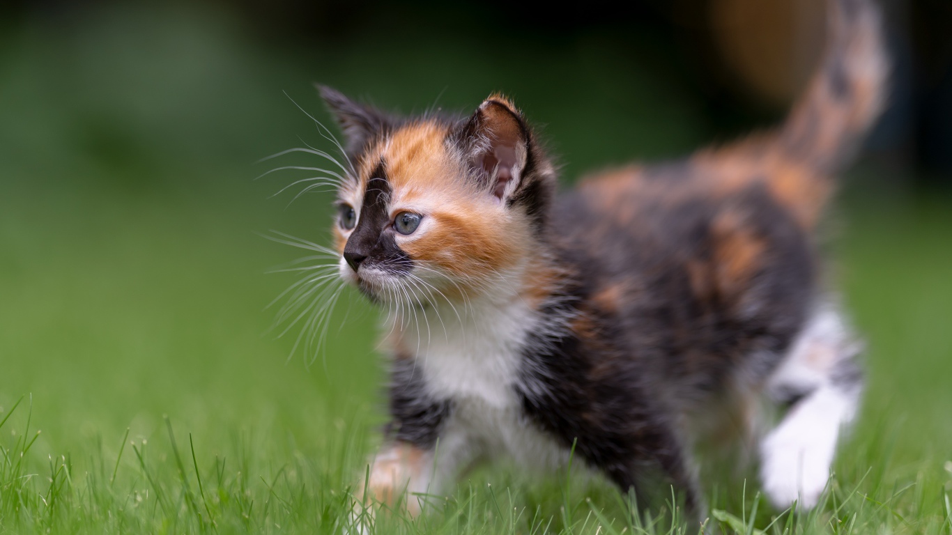 Забавный трехцветный котенок идет по зеленой траве
