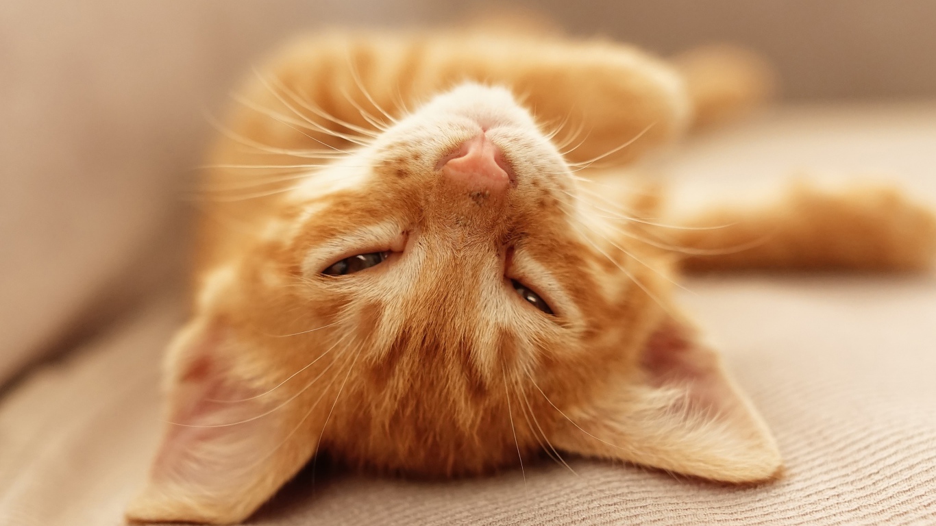 Рыжий котенок дремлет на кровати