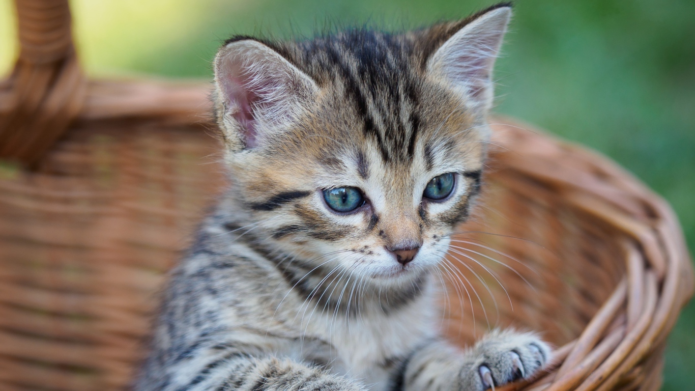 Серый голубоглазый котенок сидит в корзине