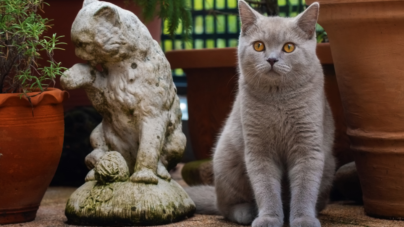 Серый британский кот сидит у статуэтки кота