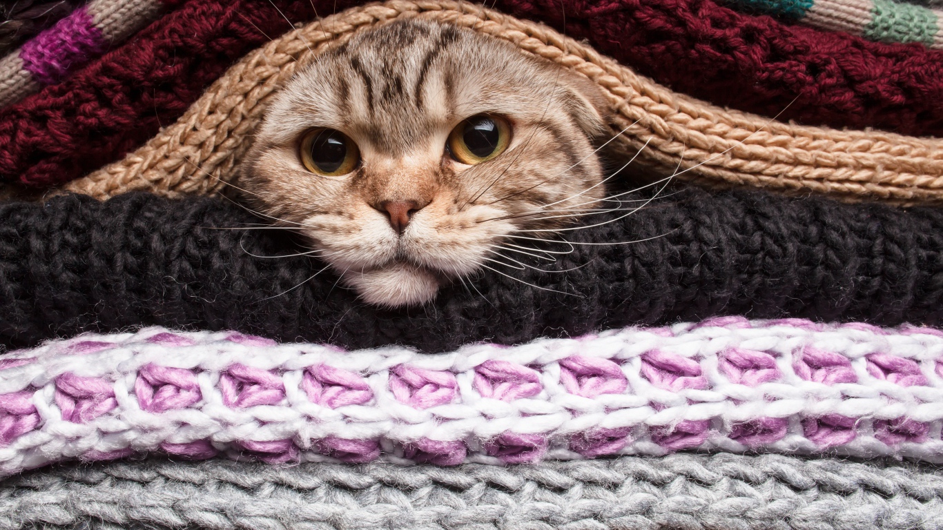 Серый кот согревается в одеялах 