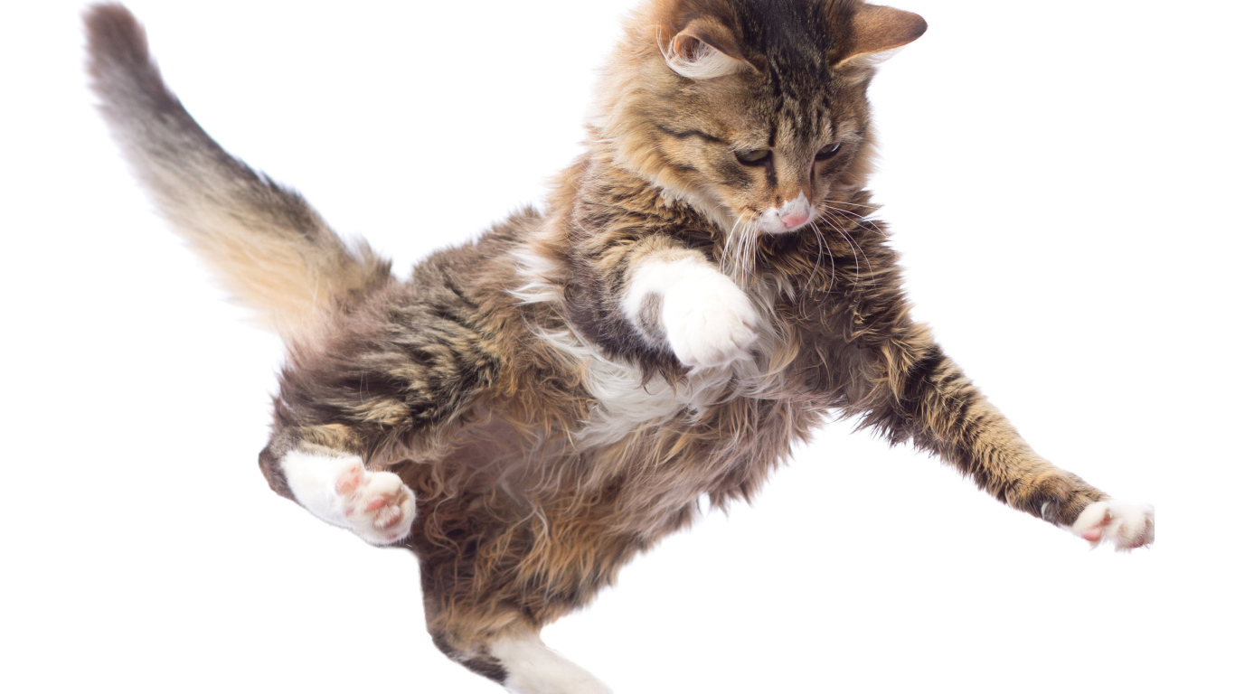 Прыжок серого кота на белом фоне