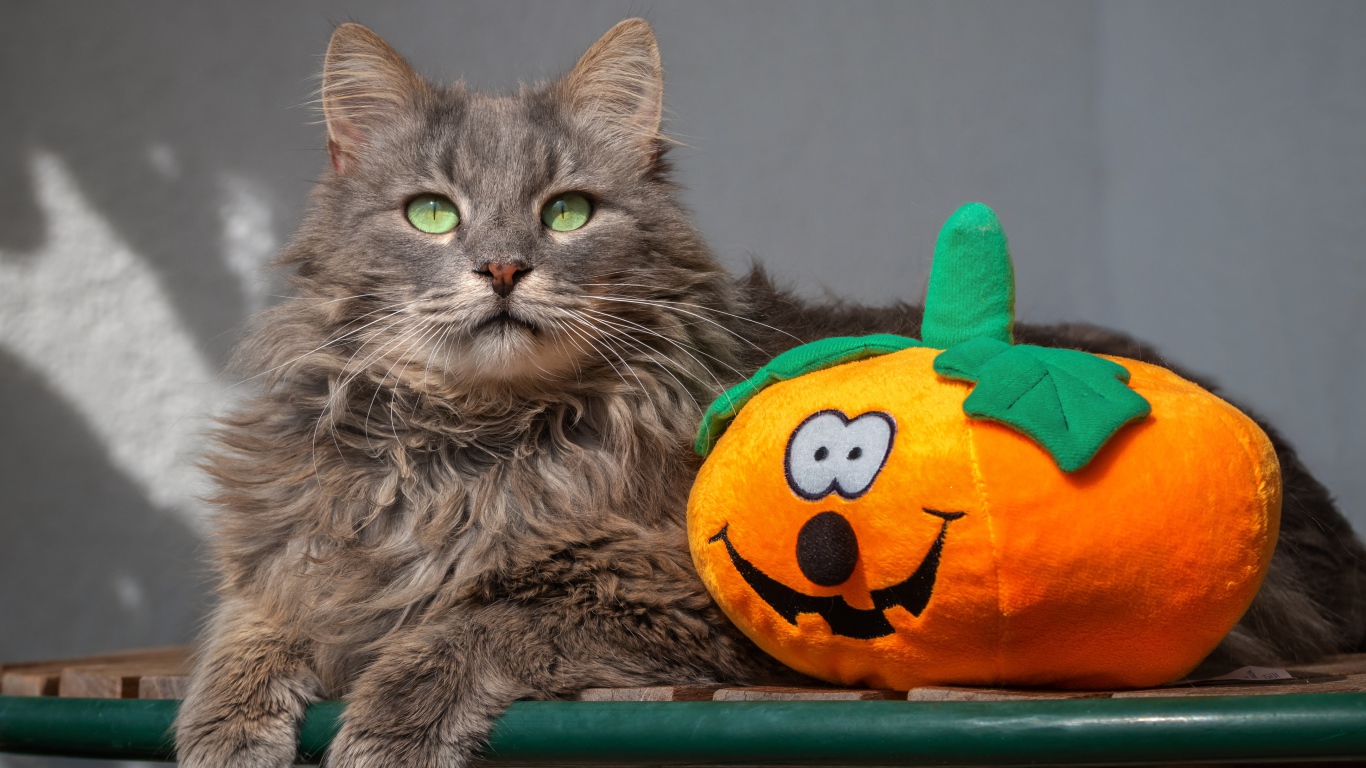 Серый кот на лавке с игрушечной тыквой