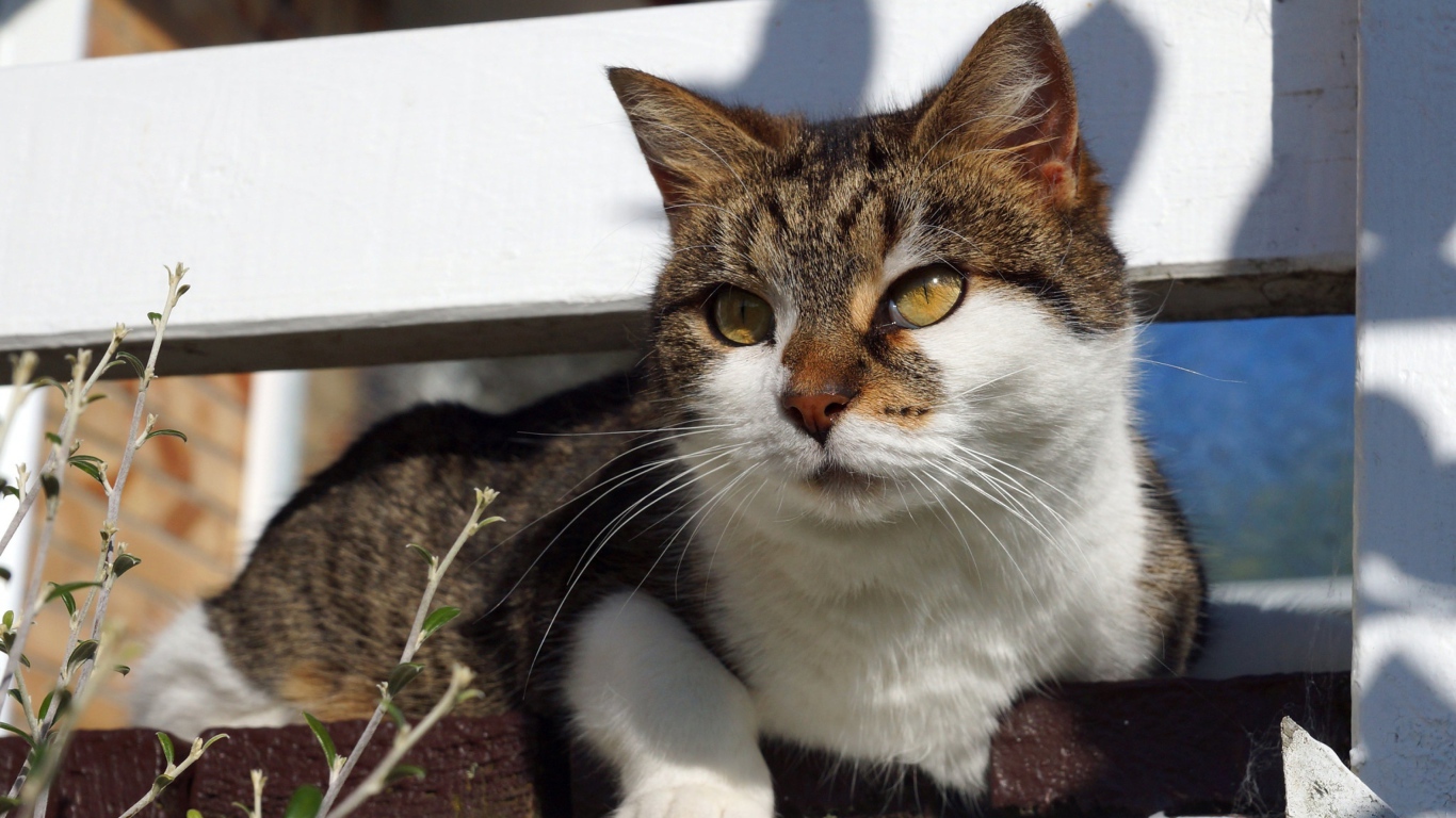 Серый кот с белым лежит на ступенях