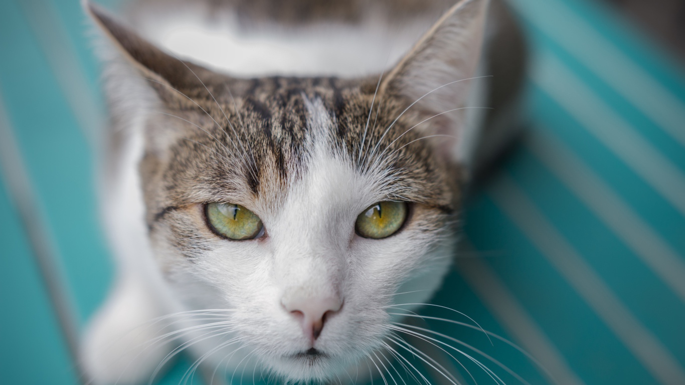 Серый с белым кот морда крупным планом