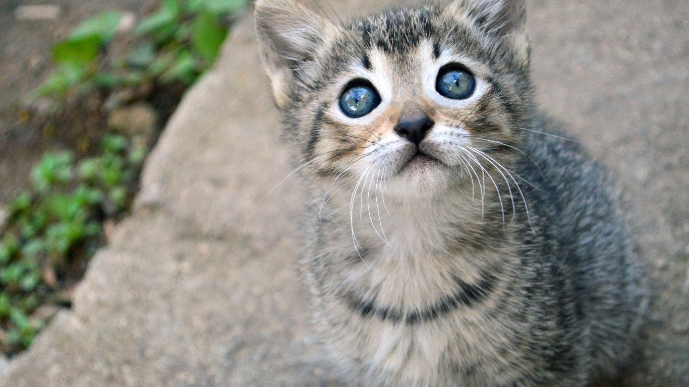 Маленький милый серый котенок смотрит вверх