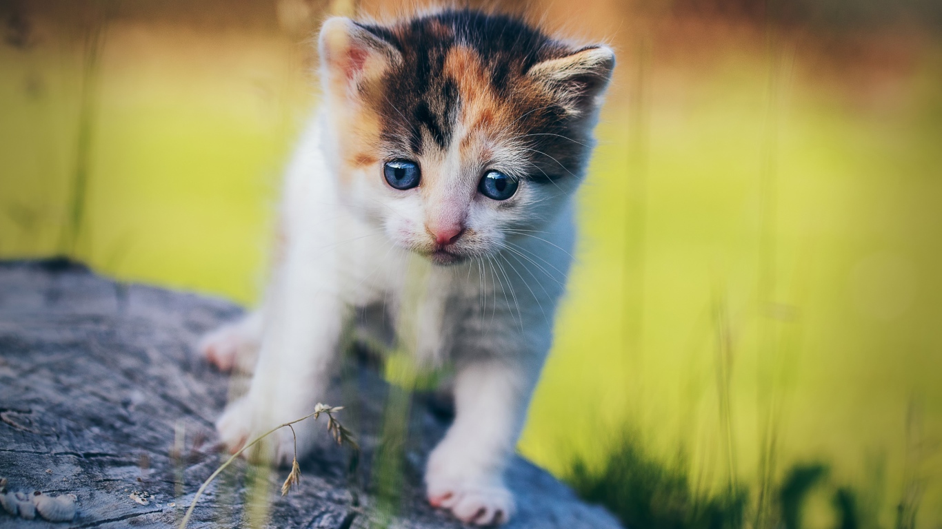 Маленький милый трехцветный котенок на пне