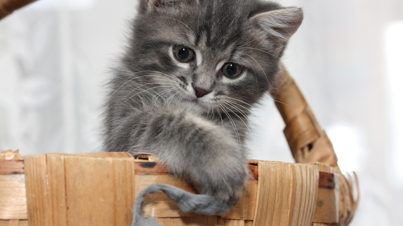 Маленький серый котенок играет в корзине