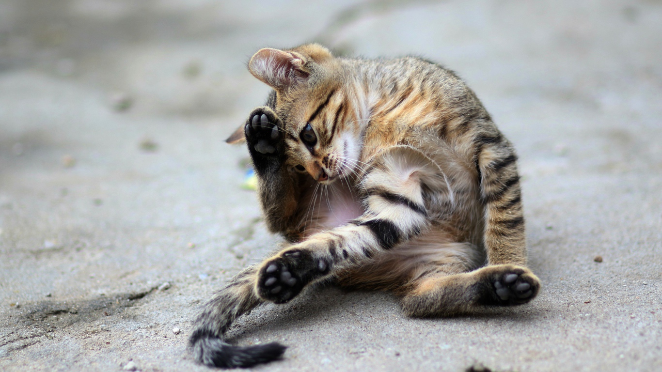 Маленький серый котенок играет на асфальте