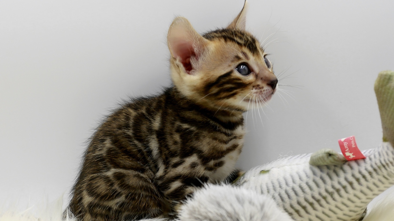 Маленький серый котенок играет с игрушкой 