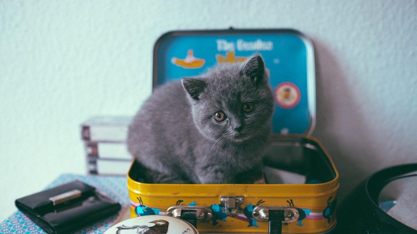 Маленький серый котенок сидит в чемодане